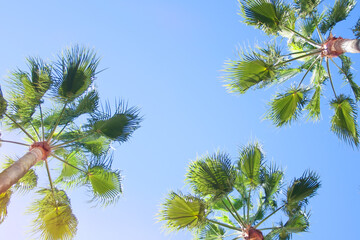 Very tall palm trees stretching to the sky, view from below.Against the blue sky.