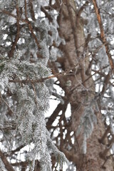 Frosted pine branches