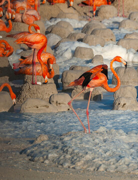 Colonia de Flamencos (Phoenicopterus ruber) con nidos y huevos en Reserva de Ria Lagartos, Yucat&aacute;n, M&eacute;xico.