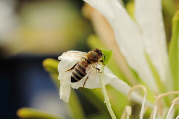 abeja sobre flor blanca orquidea brasilera, polen