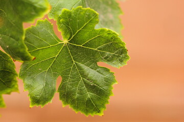 hojas de parra, arbol de uvas, hojas verdes, primer plano