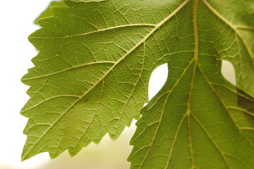 hojas de parra, arbol de uvas, hojas verdes, primer plano