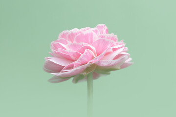 Side View of Isolated Pink Ranunculus Flower