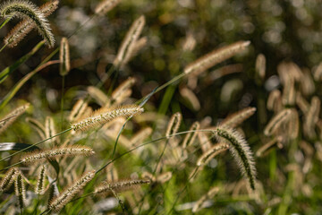 close up of a field of bushgrass 