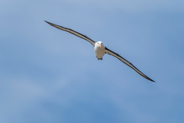 The Black-brow Albatross (Diomedea melanophris)
