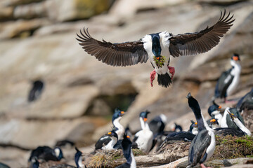 The King Cormorant (Phalacrocorax atriceps)