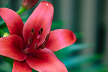 Fototapeta na wymiar close up of red lily in garden 
