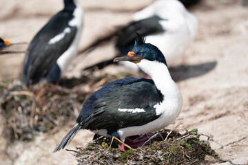 The King Cormorant (Phalacrocorax atriceps)