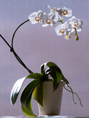 Orchid Plant White potted blooming
