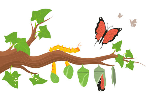Cartoon Color Caterpillar Transformation Process Concept. Vector