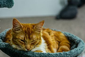 Cute young ginger cat laying on the cat tree. Close-up © Piotr Wojnowski