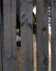 Dog behind a wooden fance