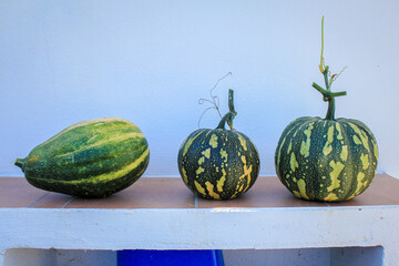 growing, farm, gourd, farmland, raise, vegetable garden, veggies, horticulture, rural, rural...