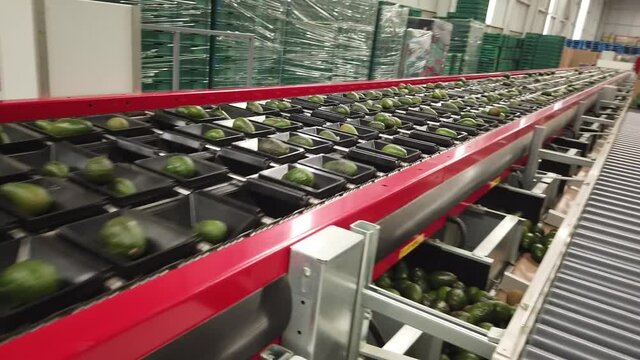 Piezas de aguacate rodando frutos en la l&iacute;nea de envasado