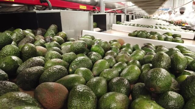 Piezas de aguacate rodando frutos en la l&iacute;nea de envasado