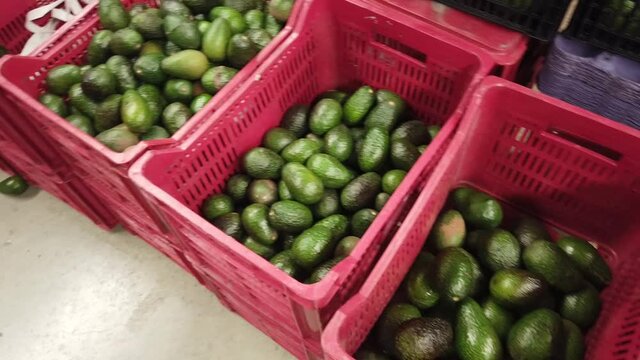 Cajas de aguacate en plantaci&oacute;n con aguacate reci&eacute;n cosechados