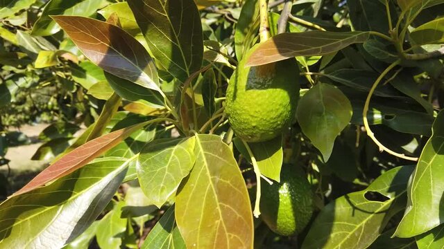 Rama de aguacates naturales colgando en un &aacute;rbol aguacate a la luz del fondo
