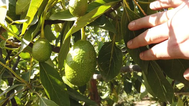fruta de aguacate recolectada a mano de ramas de &aacute;rboles. sacudida de ramas.