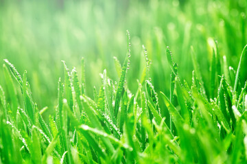 Sprouted wheat grains. Germination of microgreens at home.