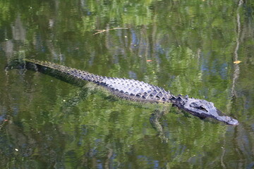 Swimming Alligator in Everglades National Park, Florida USA