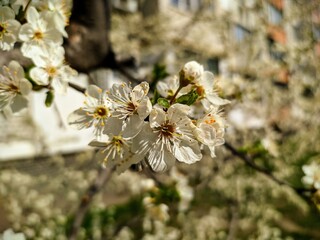 white cherry flowers