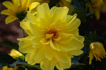 Obraz premium bright yellow dahlia flower