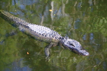 Alligator in Everglades National Park, Florida USA