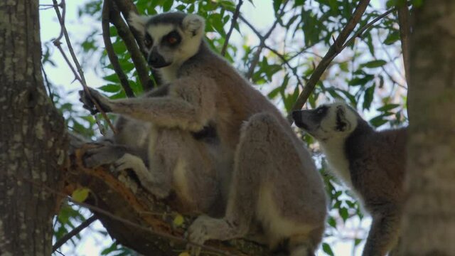 Ring-tailed lemur (Lemur catta) walks up tree branch, another animal sitting there