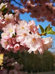 cherry blossom branch in spring