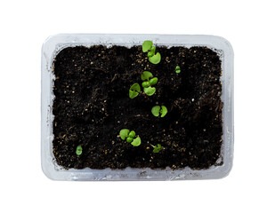 microgreens growing on white background. sprouts of basil and other herbs in the garden. home garden.