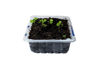 microgreens growing on white background. sprouts of basil and other herbs in the garden. home garden.