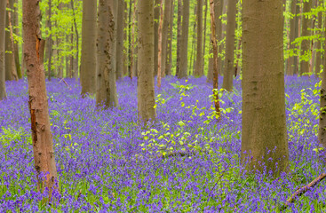 Blossoming bluebells in the springtime forest