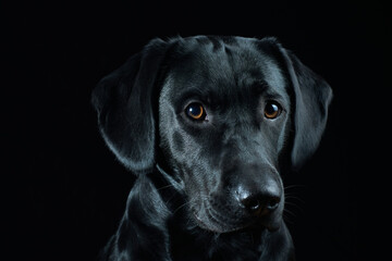 Black Labrador Portrait on black background