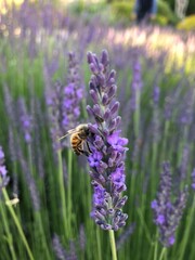 Lavanda 