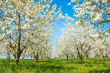 Fototapeta premium Charming ornamental garden with blooming lush trees in idyllic sunny day.