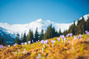 Alpine pastures are covered magic crocus flowers on spring High Tatras mountains.