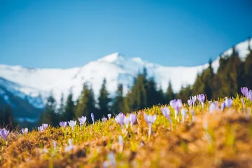 Foto op Plexiglas Alpine pastures are covered magic crocus flowers on spring High Tatras mountains. © Leonid Tit