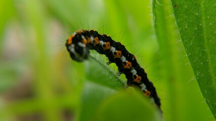 black caterpillar on green leaf