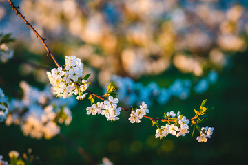 Blossoming cherry tree branch with white flowers on background in sunny day.