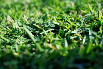 Fondo de césped verde con otras hierbas con una luz cálida