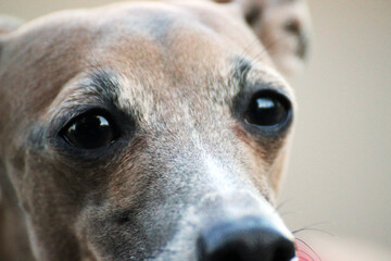 Italian greyhound