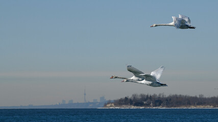 Swans in Flight with Toronto skyline