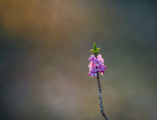 Amazing photo of the first spring flowers, buds on tree branches.