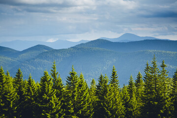 Majestic green mountains and coniferous forest. Location place of Carpathian mountains, Ukraine.