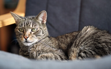 Obraz na płótnie Canvas Gray brown tabby cat resting on armchair, looking curiously, closeup detail on his head