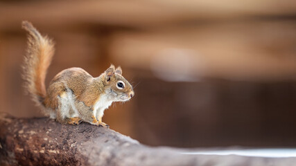 Naklejka na ściany i meble American red squirrel (Tamiasciurus hudsonicus) sitting on wooden branch, blurred background
