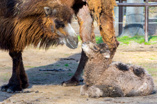 Bactrian camel foal resting with his mother
