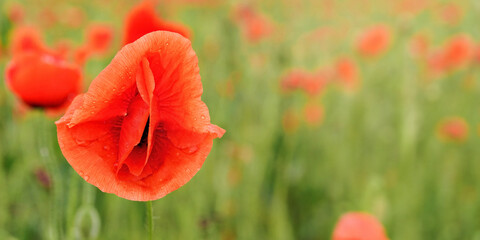 Obraz premium Bright red wild poppy flower, petals wet from rain, closeup detail, blurred green field background
