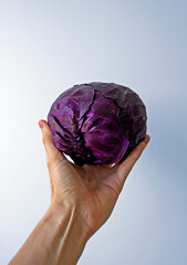 Purple cabbage on hand in a bright background 