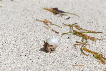 Hermit crab in the stolen shell walking on the beach